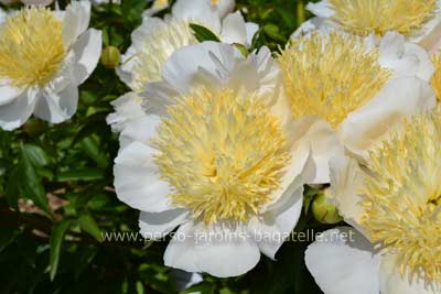 Pivoine Carrara