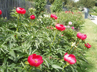 Pivoine Peregrina Sunshine