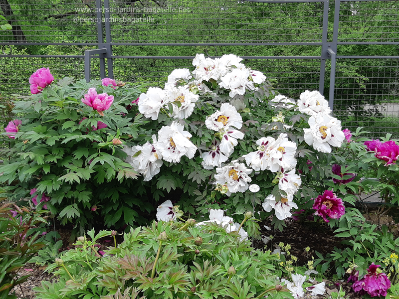 Pivoines fleuries