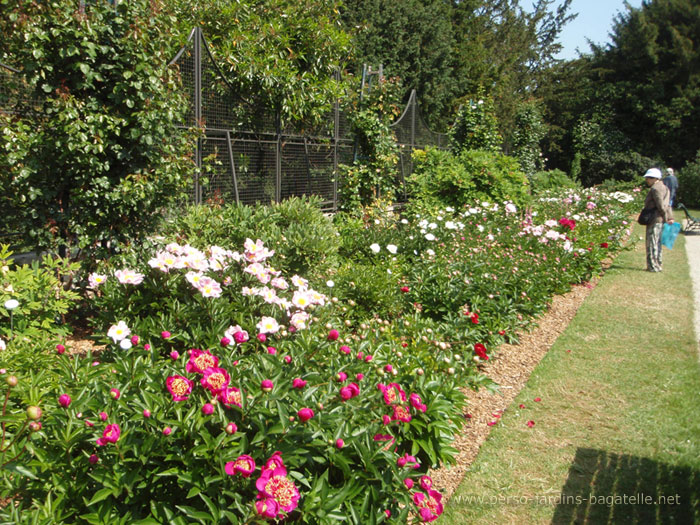 Jardin des pivoines