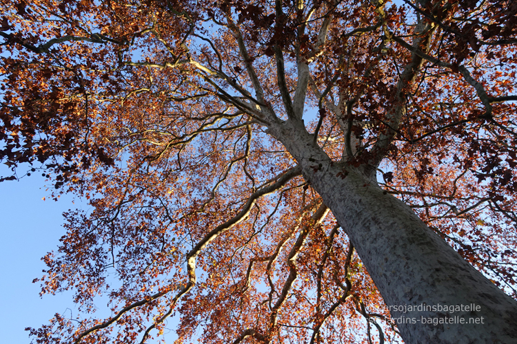 plane tree planted in 1847