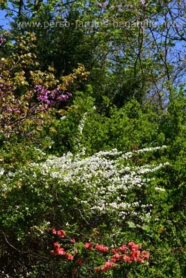 arbres en fleurs