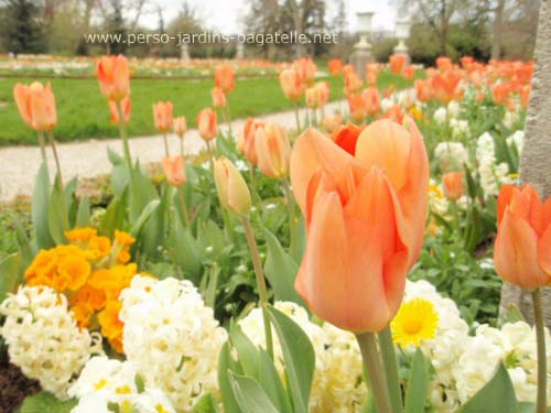 Parterre orangé