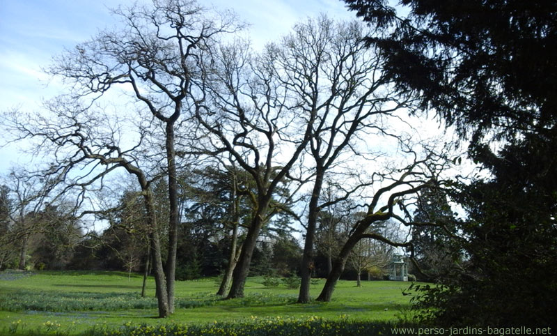 arbres au printemps