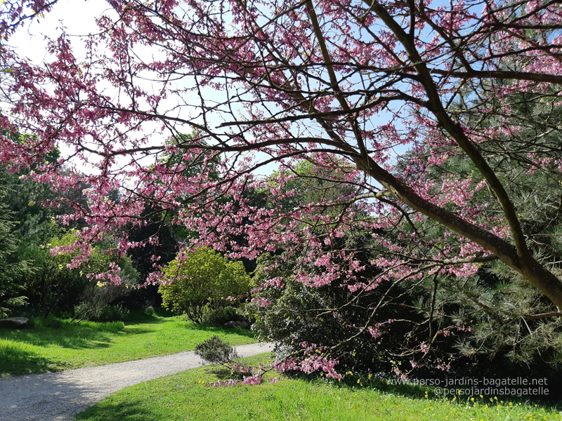 Arbres en fleurs