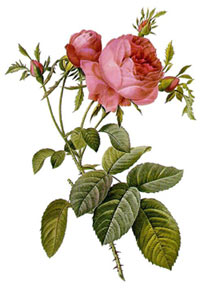 Rose de Redouté - rosa centifolia