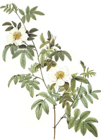 Rose de Redouté - clinophylla