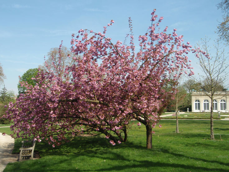 le cerisier près de la roseraie