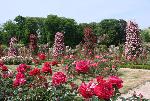 La roseraie du val de Marne en pleine floraison