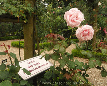 Alle des roses horticoles anciennes