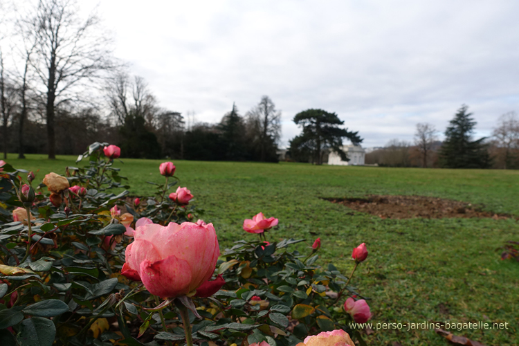 pink roses