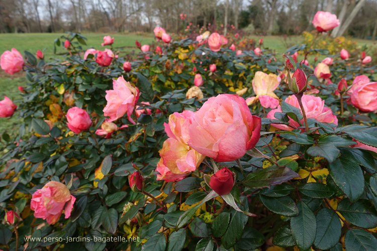 rosier en fleurs