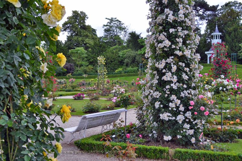 banc sous les roses