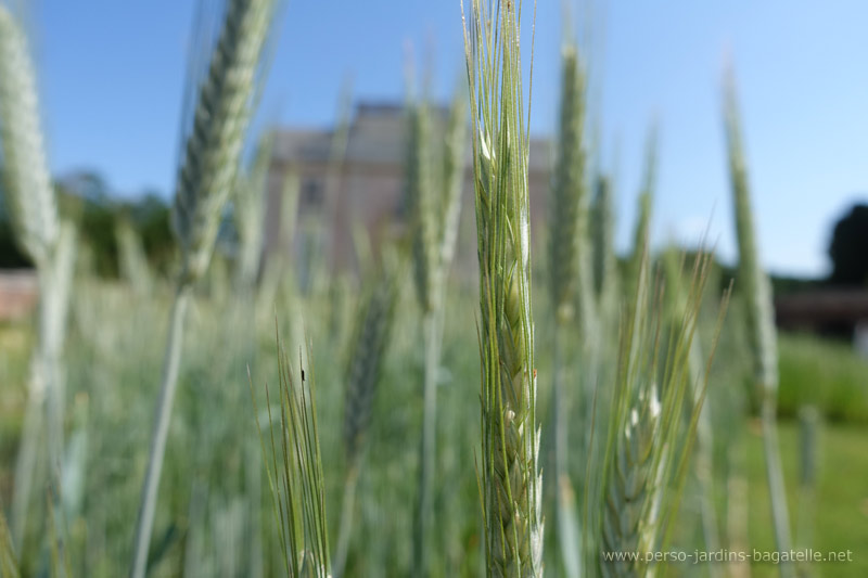 triticale