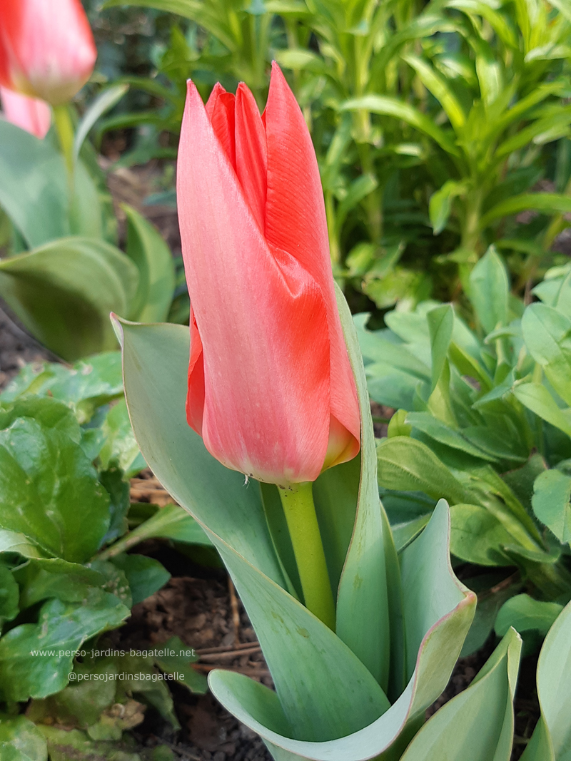 Tulipes rouges