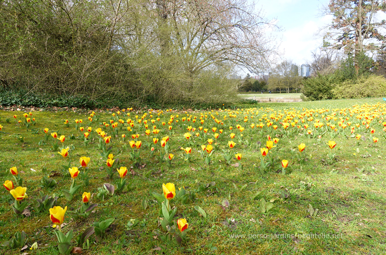 tulipes bicolores