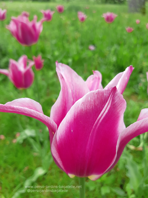 tulipes roses