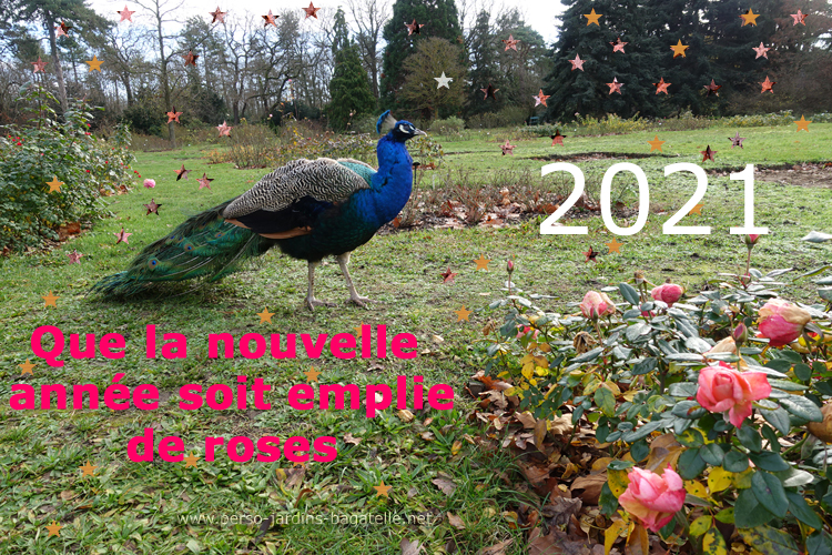 Bonne Année 2021  avec un paon  dans la roseraie de paysage, devant un rosier en fleurs malgré le froid.