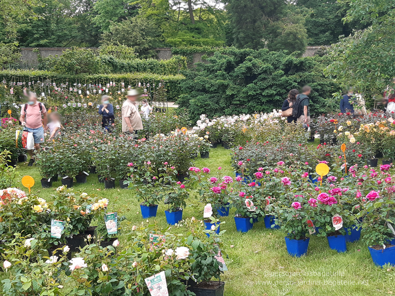 vente de rosiers