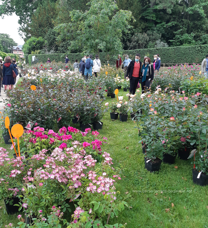 vente de rosiers