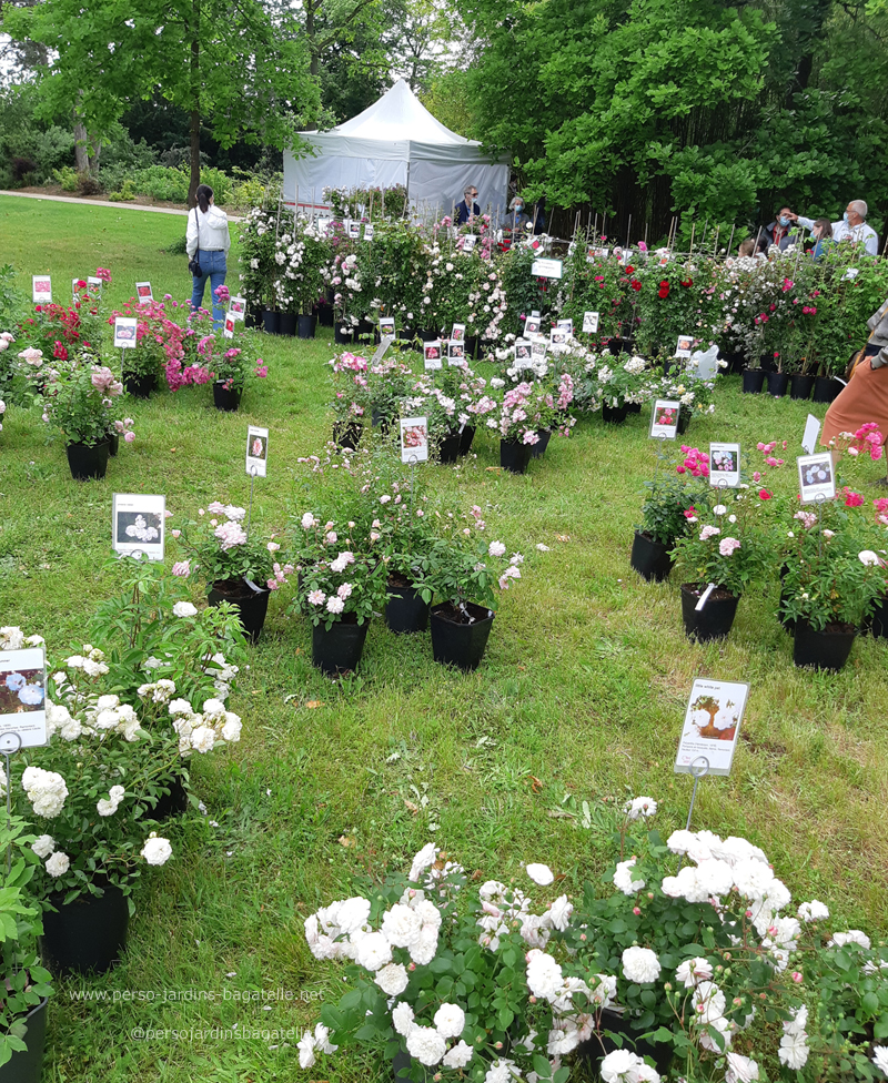 vente de rosiers