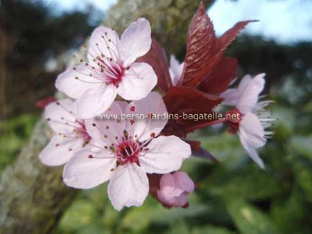 Fleurs d'amandier, détail