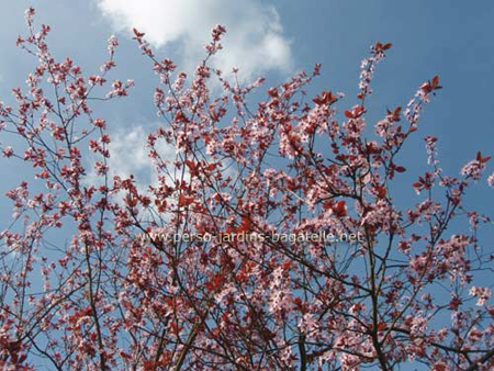 Amandier en fleurs