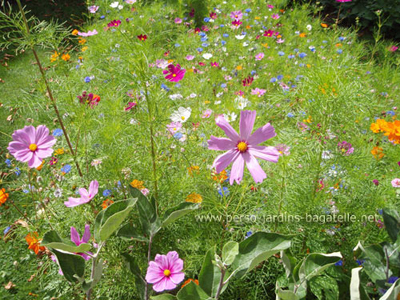 fleurs multicolores