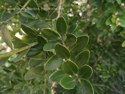 Buis de Mahon - feuilles