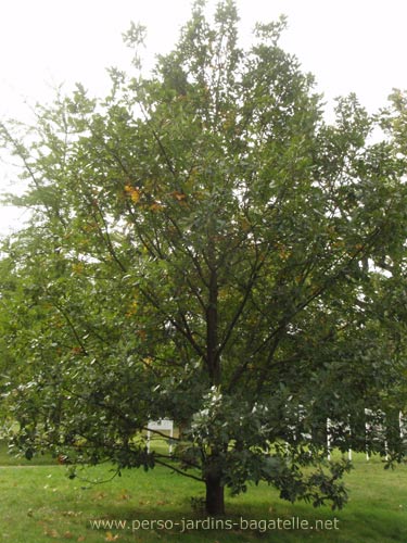 Chêne de Hongrie - Quercus frainetto - vue d'ensemble