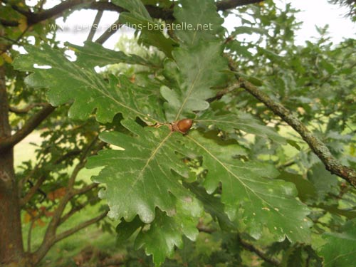 Chêne de Hongrie - Quercus frainetto - feuillage