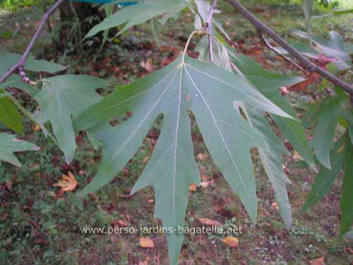 Platane de Chypre: feuilles