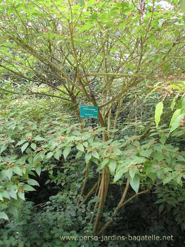 Clérodendron - tronc et feuilles