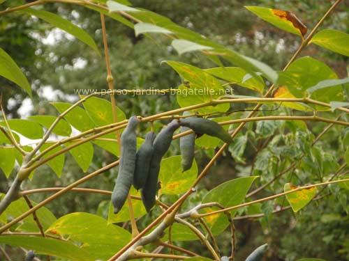 Decaisnea fargesii, ou l'arbre aux cornichons bleus ou 