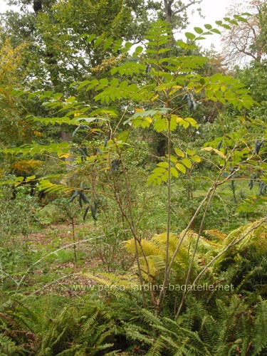 Arbre aux cornichons bleus