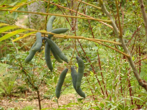 fruits bleus