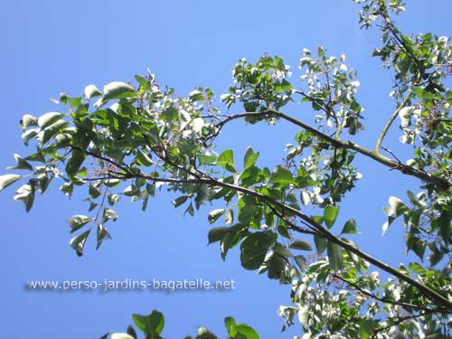 Evodia de Hou-pei - détail des branches