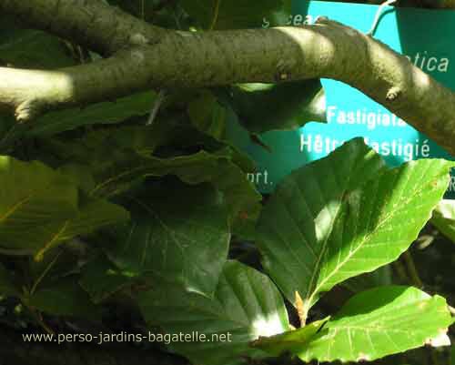 Hêtre fastigié - Détail  des feuilles  et des branches