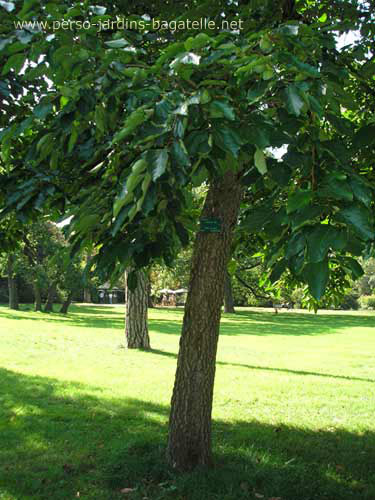 Arbres aux kakis 