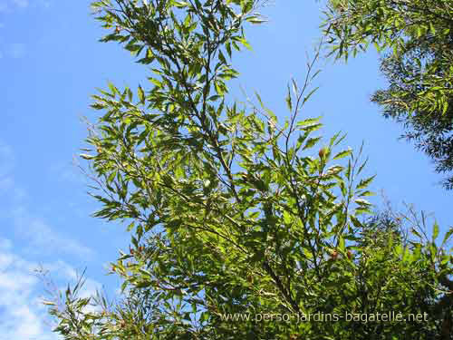 Hêtre à feuilles laciniées - Branchages