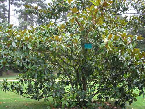 Magnolia à grandes fleurs