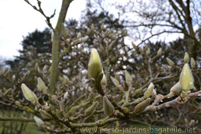 bourgeons de magnolias