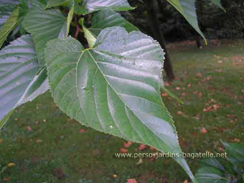 feuille de murier platane