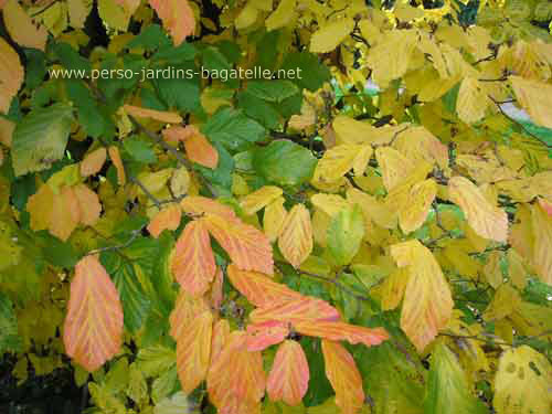 Feuilles de Parrotie de Perse