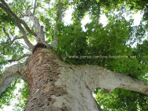 Platane commun - Platanus x acerifolia