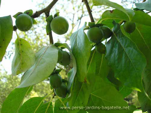 Plaqueminier lotier - Fruits verts sur l'arbre