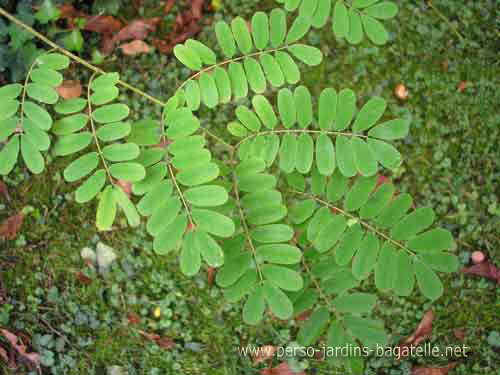 Feuilles de Poinciane