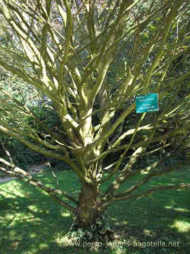 Les branches du charme à feuilles de chêne