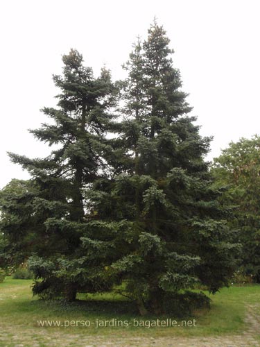 Sapin d'Andalousie - Abies pinsapo , vue d'ensemble