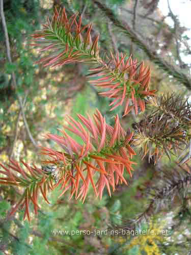 Sapin de Chine, feuilles